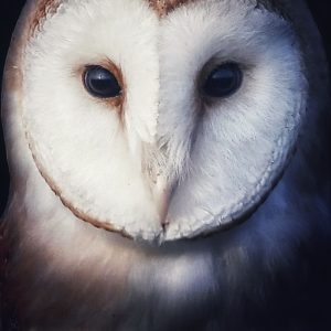 Barn Owl