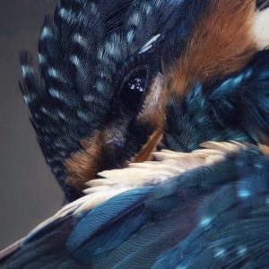 Common Kingfisher