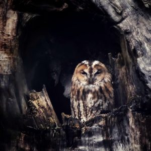 Tawny Owl 5