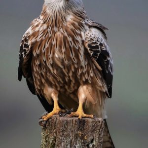 Red Kite