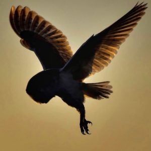 Barn Owl 3