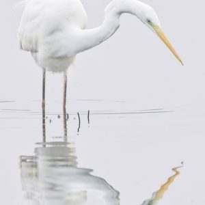 Great White Egret