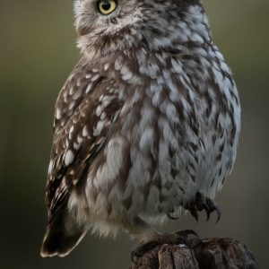 Little Owl 3