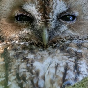 Tawny Owl 2