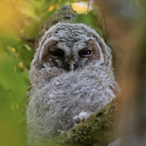 Tawny Owl chick