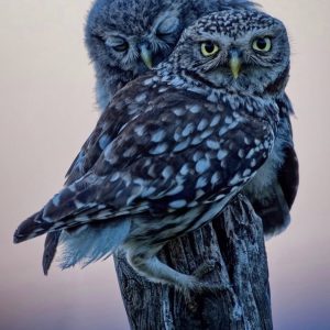 Little Owl chick & adult