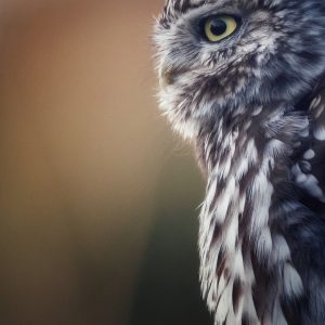 Little Owl 2