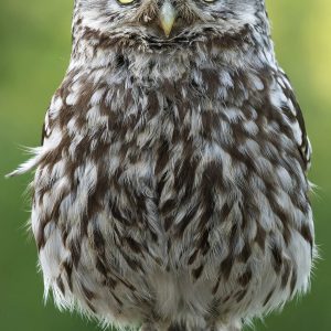 Little Owl 4