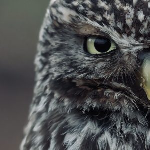 Little Owl