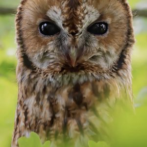 Tawny Owl 4